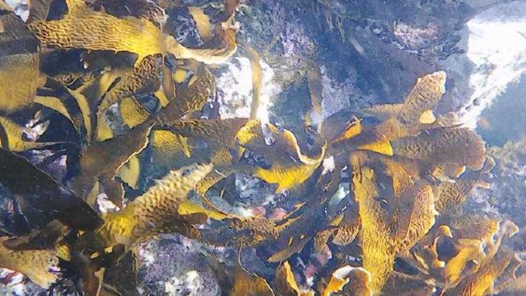 低利用資源の海藻クロメを用いた食品を共同開発（ロート製薬・鳥取大学等）