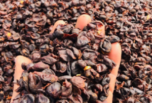 cascara_乾燥後