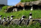 野生では97％も減少!?水族館の人気者 ケープペンギンの“今”（サンシャイン水族館）