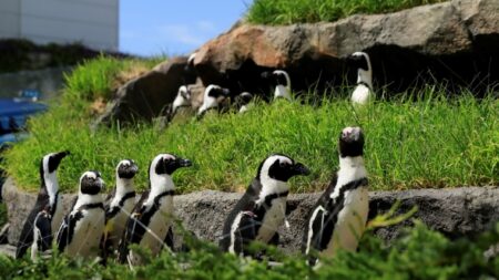 野生では97％も減少!?水族館の人気者 ケープペンギンの“今”（サンシャイン水族館）