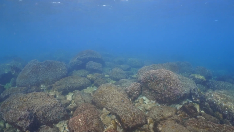 海藻が食べ尽くされむき出しになった岩肌